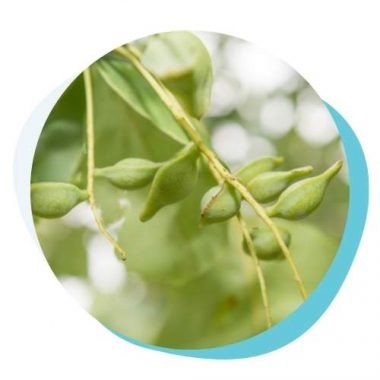 Kakadu Plum (Vitamin C)