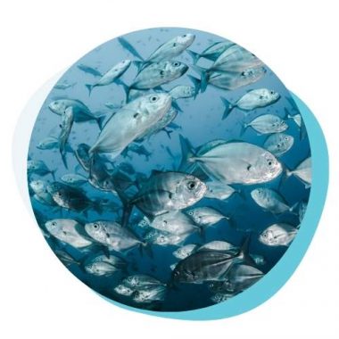 Marine Collagen
